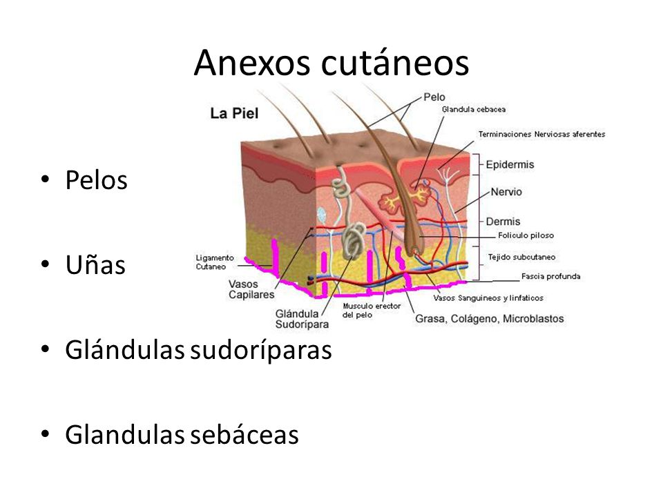 Anexos Cutaneos 6292