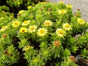 35 Plantas Medicinales Chilenas para uso externo
